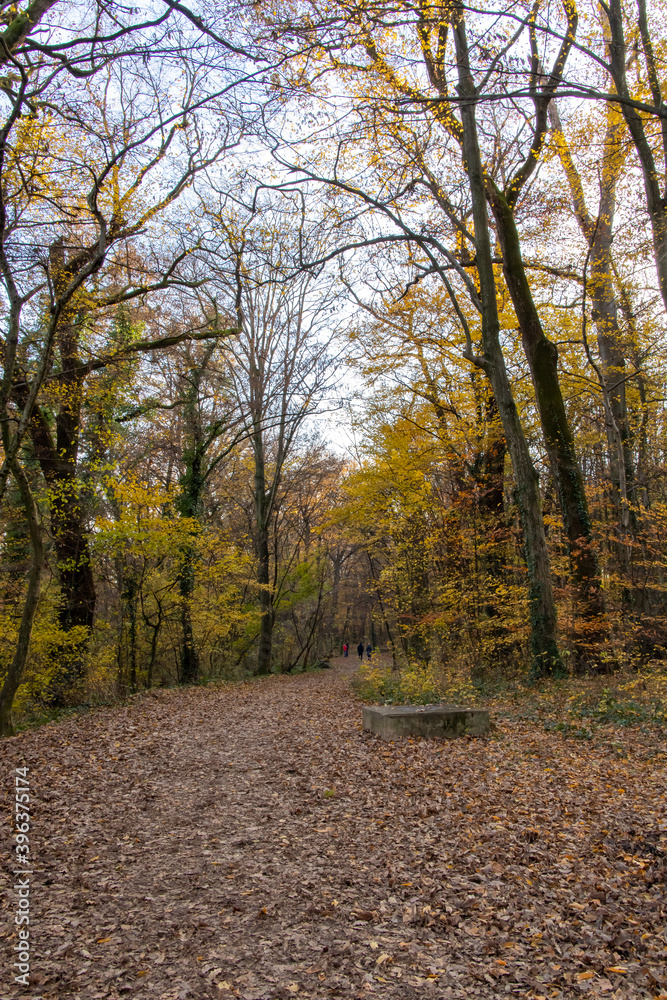 Forest with fallen leaves in autumn