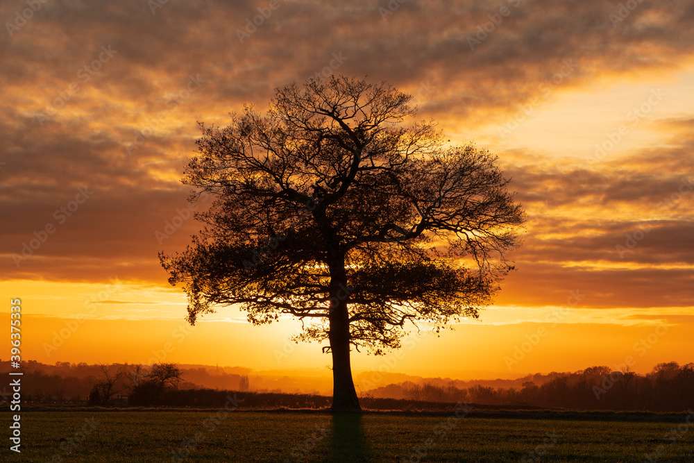 Silhouette of a solitary oak tree in a field shortly before sunset. Much Hadham, Hertfordshire. UK Silhouette of a solitary oak tree in a field shortly before sunset. Much Hadham, Hertfordshire. UK