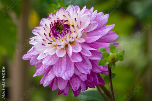 Closeup dahlia flower in garden 