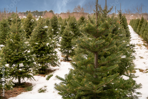 Trees in Rows at a Christmas Tree Farm 