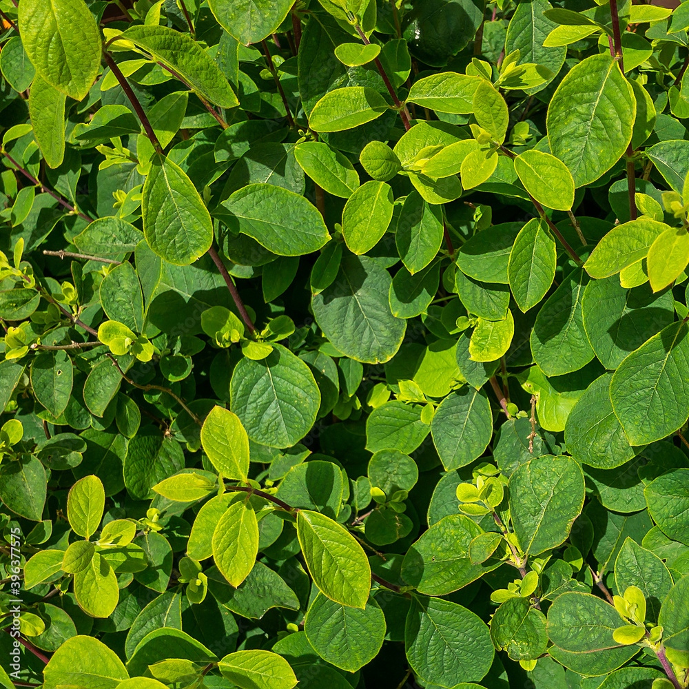 Natural background. Botanical pattern with beautiful fresh green leaves for graphic design