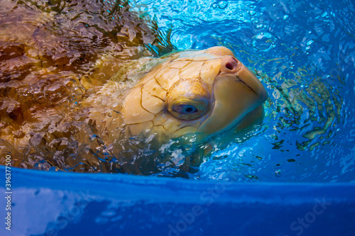 Tartaruga albina 