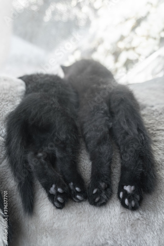 Two black fluffy kitten sleeping side by side