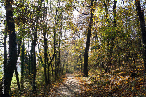 strada nel bosco con riflessi di luce e colori autunnali, alberi e tappeto di foglie colorate