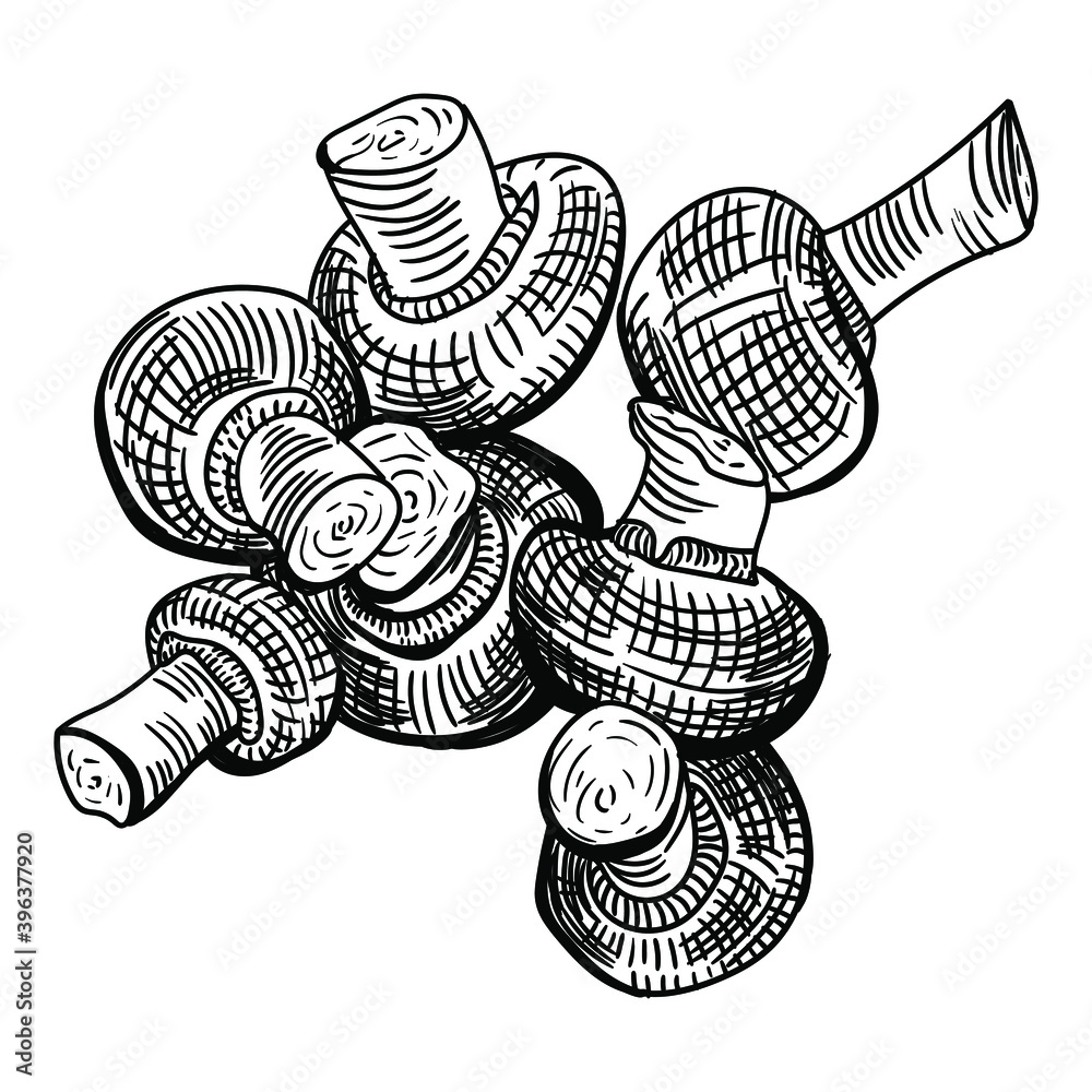Obraz premium Vector drawing of mushrooms. Linear illustration of a group of champignons.