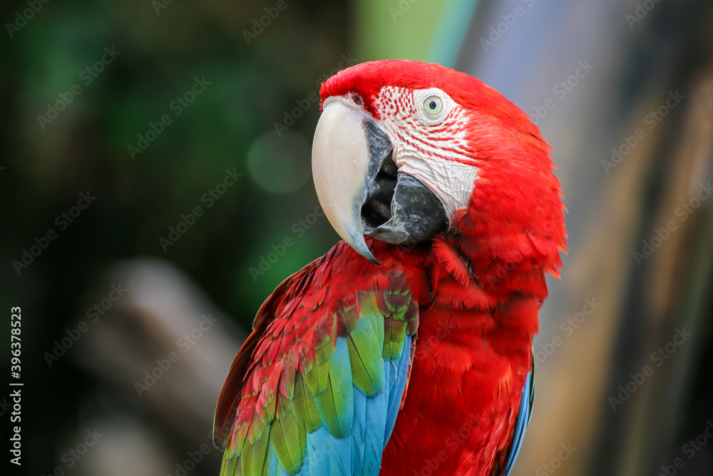 Naklejka premium A red and green parrot perched on a branch