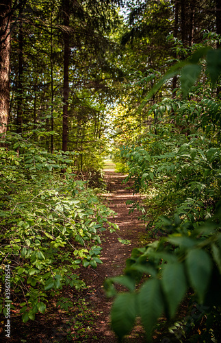 Pathway in the forest in au...