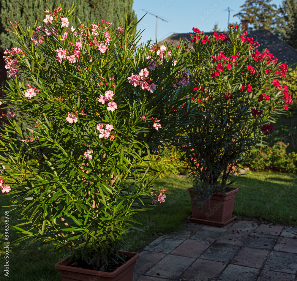 Naklejka premium Nice oleanders in the garden in summer