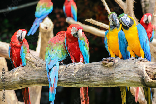 A flock of red and blue parrots perched on a branch.