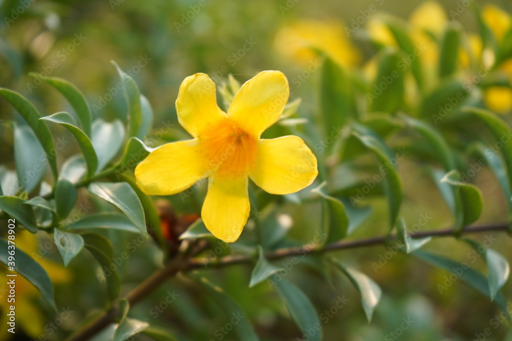 Fototapeta premium yellow daffodils in spring