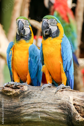 Yellow and blue parrots perched on a branch