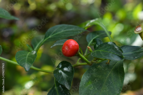 round pepper with leaves
