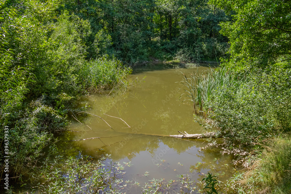 Naklejka premium Bavarian Forest scenery
