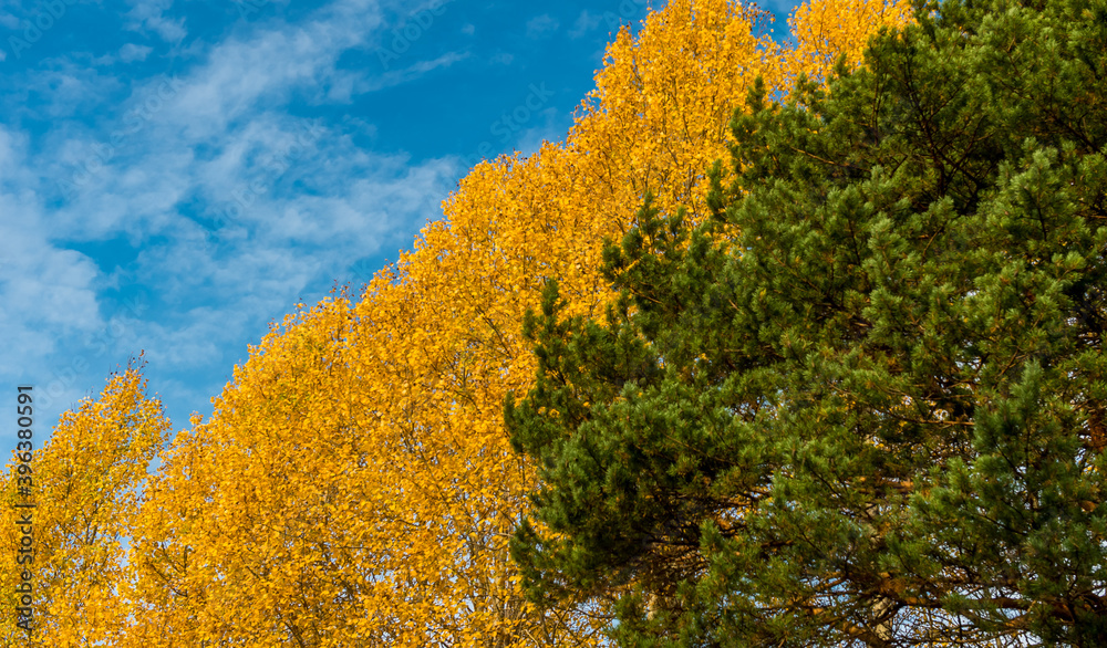 Fototapeta premium yellow aspen and green pine against the blue sky