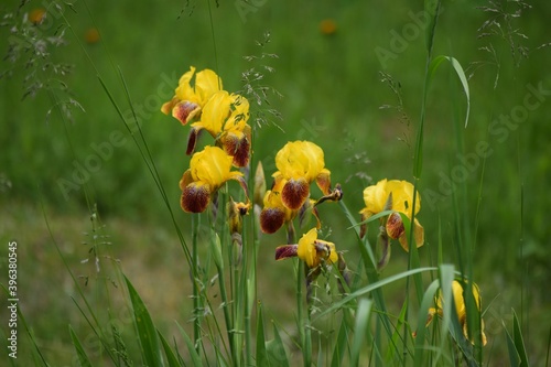 yellow iris