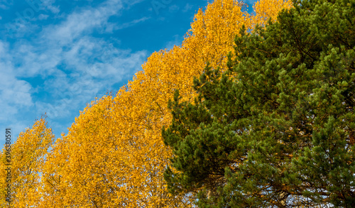 yellow aspen and green pine against the blue sky