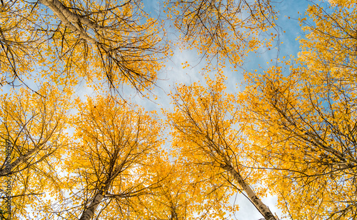 aspen yellow autumn leaves in the sky