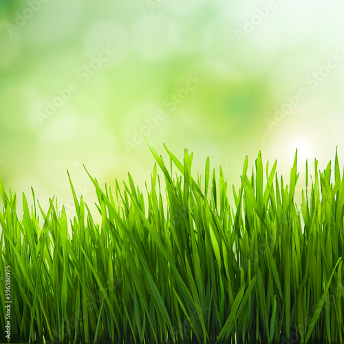 Natural background with spring green grass