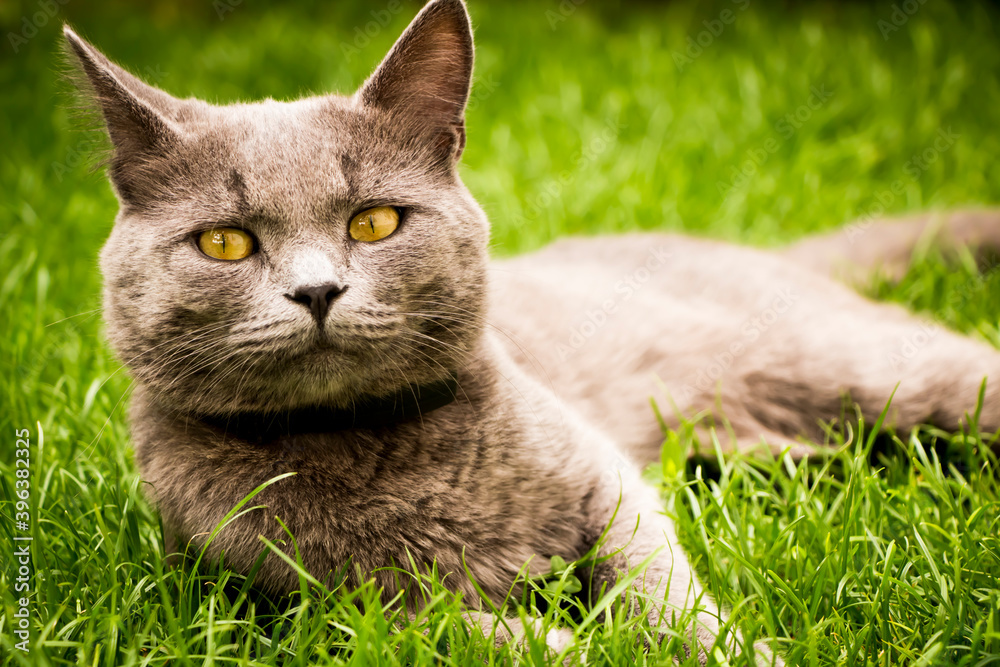 the cat, British Shorthair, sure, meau, tomcat, catch mice, Lazy, lying in the grass, nice cat, purebred catcat, animal, kitten, pet, grass, cute, domestic, green, feline, fur, kitty, nature, pets, ca
