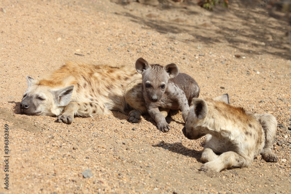 Tüpfelhyäne / Spotted Hyaena / Crocuta crocuta. Tüpfelhyäne / Spotted Hyaena / Crocuta crocuta.