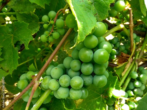 Young grapes in a green background close-up