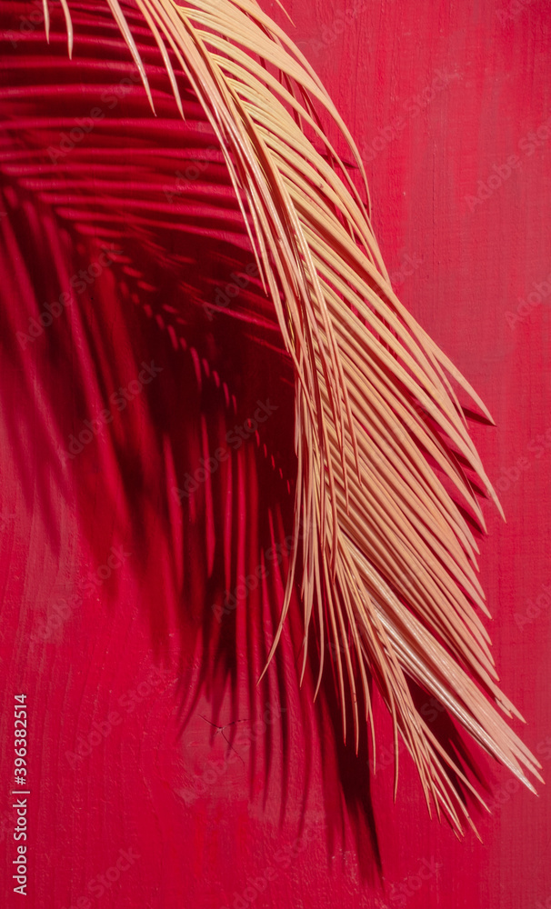 Obraz premium Tropical palm leaves color close up pink red branch selective focus