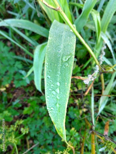 Morning dew on a leaf of grass