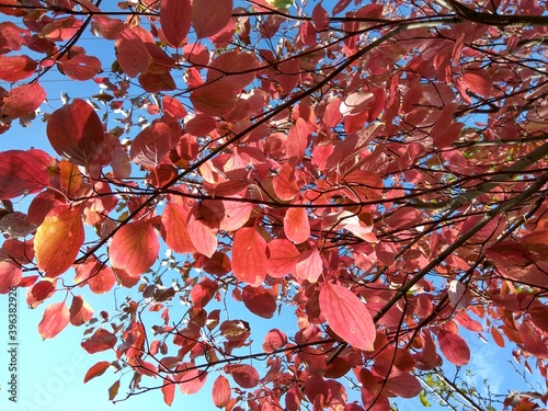 Autumn red leaves in November against the sky