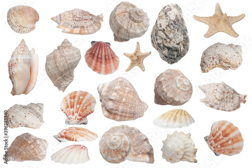 many beautiful seashells isolated on white background
