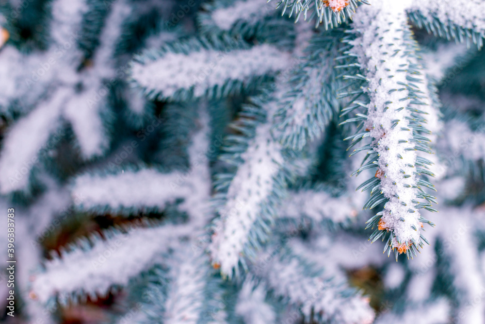 Snow covered blue silver spruce branches. Winter holydays background. Selective focus.