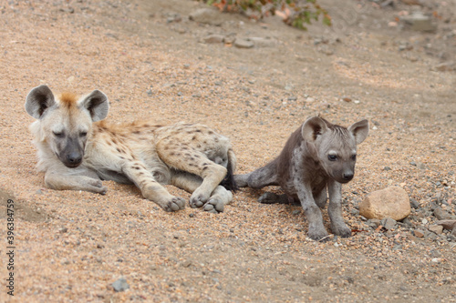 Tüpfelhyäne / Spotted Hyaena / Crocuta crocuta.