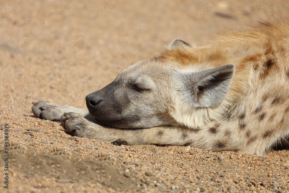 Tüpfelhyäne / Spotted Hyaena / Crocuta crocuta. Tüpfelhyäne / Spotted Hyaena / Crocuta crocuta.