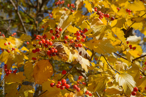 Sorbus Gemella tree leaves and fruits. Endemic Sorbus tree in Dzban region, Czech Republic. Yellow autumn leaves and red fruits. 