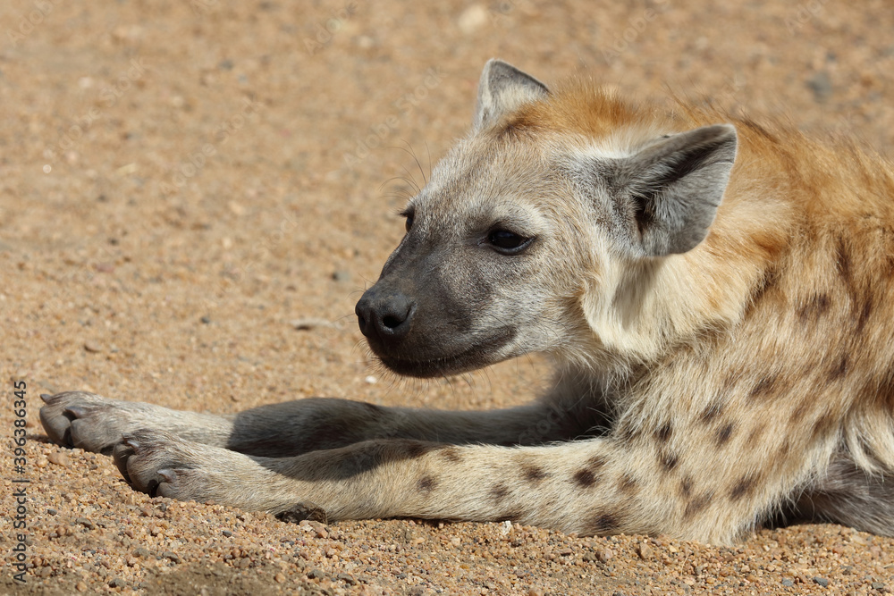 Tüpfelhyäne / Spotted Hyaena / Crocuta crocuta. Tüpfelhyäne / Spotted Hyaena / Crocuta crocuta.