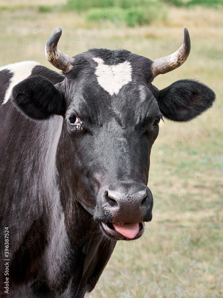 Naklejka premium Cow on a green field.