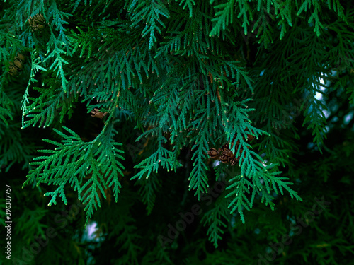 Green thuja tree branches background.