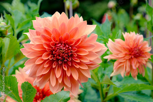 orange dahlia flowers in garden