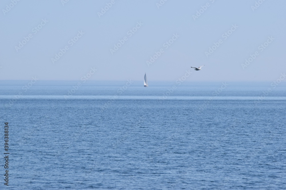 sailboat and seagull on the lake