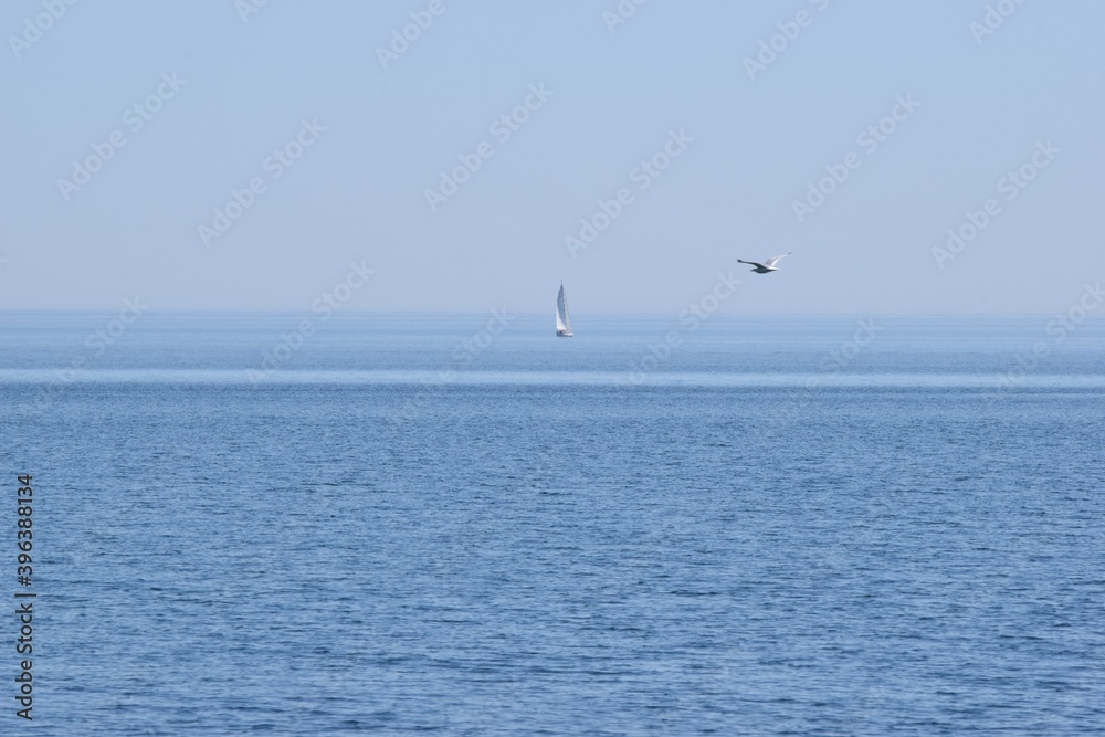 sailboat and seagull on the lake sailboat and seagull on the lake