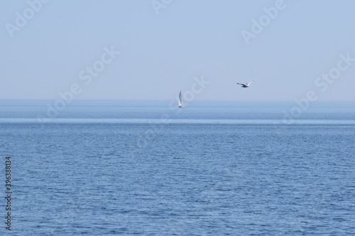 sailboat and seagull on the lake