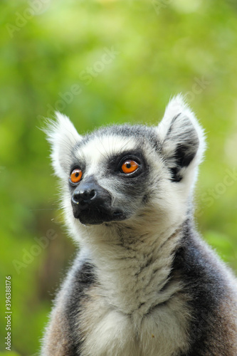 ring tailed lemur, Madagascar 
