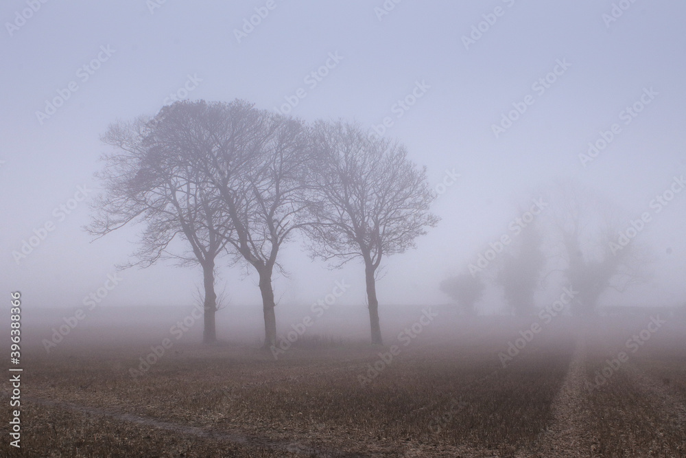 Tree Silhouettes in Fog