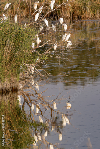 Group of herons perched on river branches to sleep with mirror effect in the water.