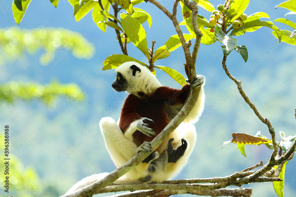 Fototapeta premium Coquerel’s Sifaka lemur near Andasibe Madagascar, endemic species to the island.