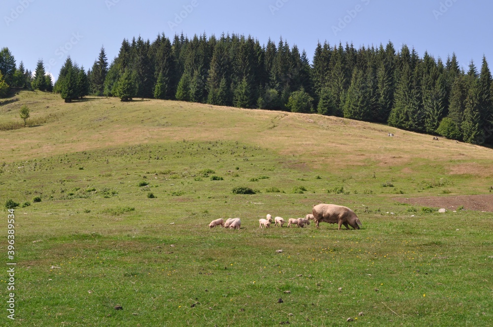 Fototapeta premium pigs in the mountains