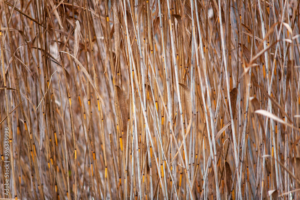 reeds on the lake.reeds on the last day of autumn reeds on the lake.reeds on the last day of autumn