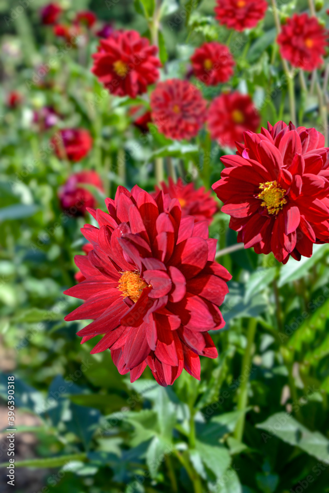 red dahlia flowers in garden red dahlia flowers in garden