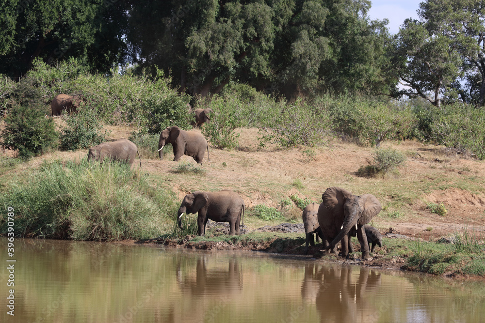 Afrikanischer Elefant am Olifants River / African elephant at Olifants River / Loxodonta africana. Afrikanischer Elefant am Olifants River / African elephant at Olifants River / Loxodonta africana.