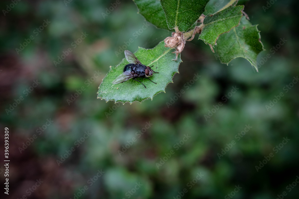 The fly The fly