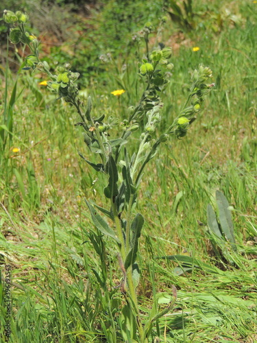 Plant (Cynoglossum clandestinum) photo